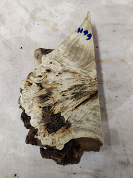 Pappel Maser Mapa 25 x 13 - 1  x 5 cm Epoxid Holz H 99