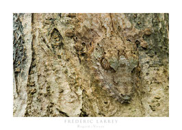 Uroplate commun, Giant leaf-tailed gecko