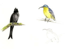 Drongo malgache et Philépitte de Salomonsen, Crested drone and Yellow-bellied Sunbird-Asity