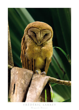 Effraie de Soumagne, Madagascar Red Owl