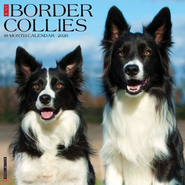 BORDER COLLIES KALENDER 2026