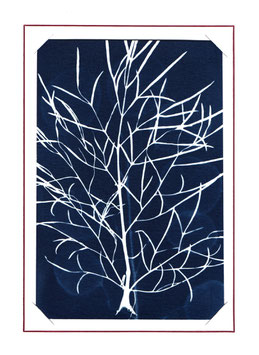 CARTE CYANOTYPE