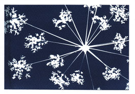 CARTE POSTALE CYANOTYPE