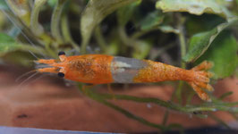 Neocaridina davidi Orange Rili