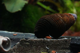 Tylomelania sp. Zwergperlhuhn