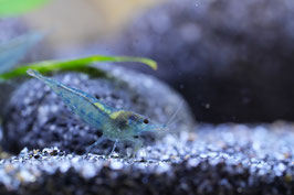 Neocaridina Blue Jelly