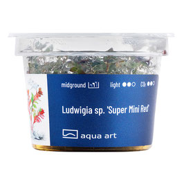 Ludwigia sp. 'Super Mini Red'