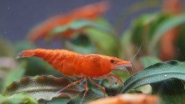 Orange Fire Neocaridina davidi – Leuchtend orange Zwerggarnele für dein Aquarium