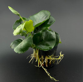 Anubias Nana Golden Coin im Topf – Seltene Premium Aquariumpflanze mit goldgrünen Blättern
