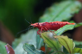 Neocaridina davidi Red Sakura Zwerggarnele