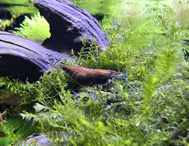 Neocaridina Red Onyx