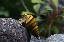 Brotia dautzenbergiana – Die Bienenschnecke: Streifenpracht & Putzkraft für dein Aquarium