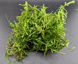 Christmas Moos (Vesicularia montagnei) – 80cc Topf | Dekoratives Aquarienmoos