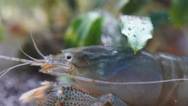 Blaue Monsterfächergarnele (Atya gabonensis) – Der sanfte Riese im Aquarium Größe L