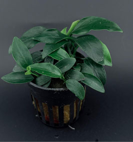 Anubias Nana Mini im Topf – Kompakte Premium Aquariumpflanze für Nano & Aquascaping