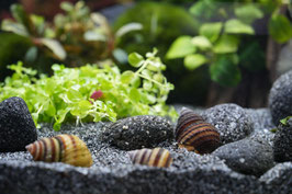 Pianoschnecke Taia naticoides – Harmonie und Sauberkeit für dein Wasserparadies