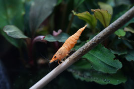 Neocaridina davidi Jinsha