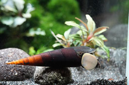 Eleganz trifft Naturkraft – die Cappuccino-Schnecke verzaubert dein Aquarium.