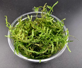 Spiky Moos (Taxiphyllum sp. „Spiky“) – 80cc Topf | Strukturstarkes Aquascaping-Moos