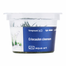 Eriocaulon cinereum