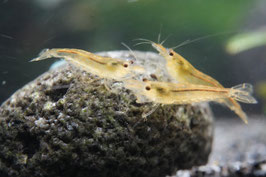 Gelbe Amanogarnele Größe L ca 2,5cm