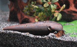 Faunus ater – Die geheimnisvolle Lavaschnecke für dein Aquarium