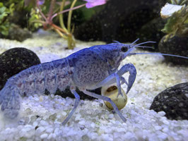 Blauer Florida Flusskrebs – Procambarus alleni | Intensiv blaues Highlight für jedes Aquarium