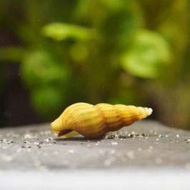 Goldene Raubschnecke Clea helena – Glänzende Schönheit & natürliche Schneckenbekämpfung