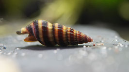 Clea helena – Die elegante Raubschnecke für ein schneckenfreies Aquarium