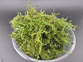 Java Moos (Taxiphyllum barbieri) – 80cc Topf | Klassiker für jedes Aquarium