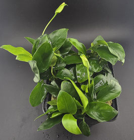 Anubias nana Mutterpflanze – Kompakte Premium-Aquariumpflanze