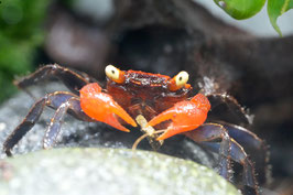 Geosesarma hagen sp. red devil