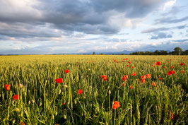 Blé & Coquelicots- Auvergne