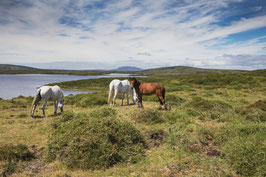 Connemara - Chevaux sauvages- Irlande