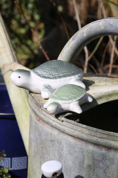 Schildkröte