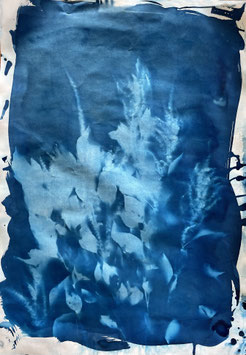 Amaranth 2