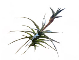 Tillandsia latifolia vivipara