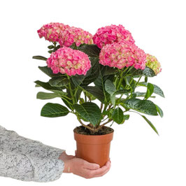HORTENSIA