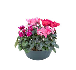 Coupe de Cyclamens