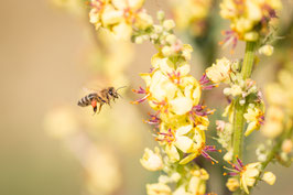 Makro - Biene im Flug