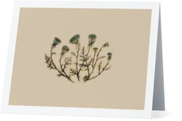 Queen Anne's Lace Greeting Card