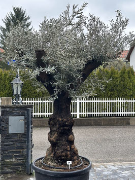 Olivenbaum "Tortuga" alte knorrige Rinde H220/240cm