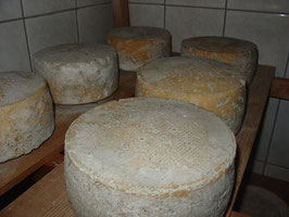 Tomme
