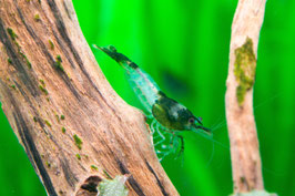 Green Rili