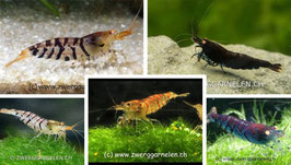 Tigergarnelen Mix – Bunte Premium Auswahl zum Sparpreis