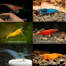 Neocaridina Garnelen Mix – Bunte Vielfalt zum Sparpreis