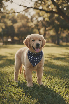 Hunde Halstuch - Blue Star