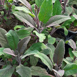 Purpur Salbei - Salvia off. `Purpurascens´ (Pflanze)