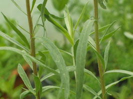 Estragon - Artemisia dracunculus (Pflanze)