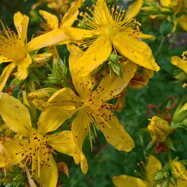 Johanniskraut - Hypericum perforatum (Pflanze)